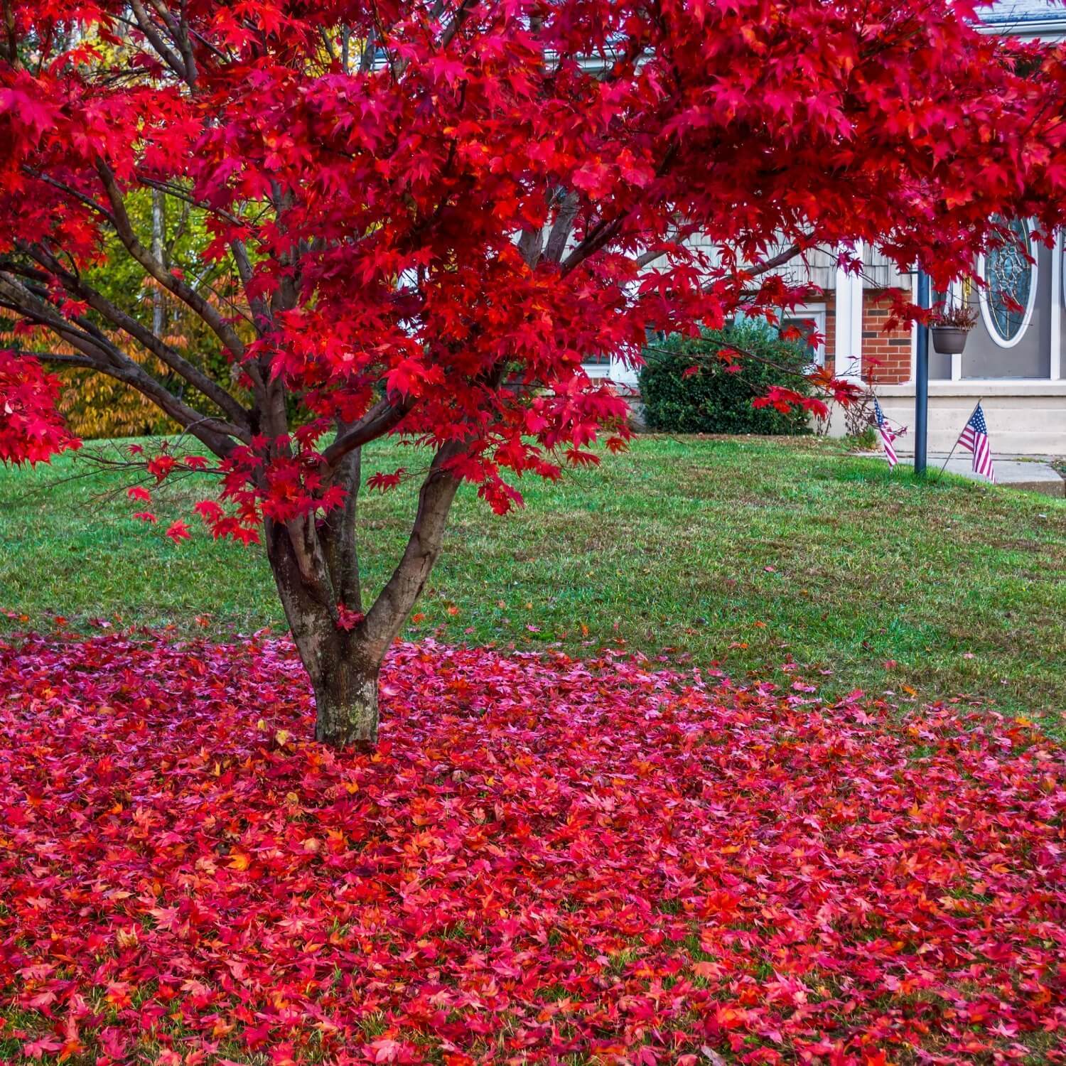 types of maple tree leaves