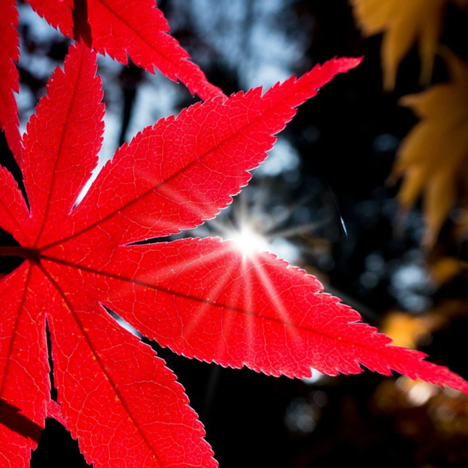 japanese red maple height