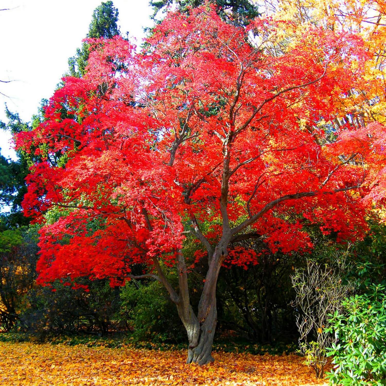 types of maple trees with red leaves