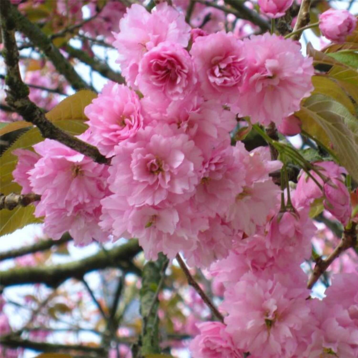 Japanese Flowering Cherry Kwanzan The Living Urn Tree Selection