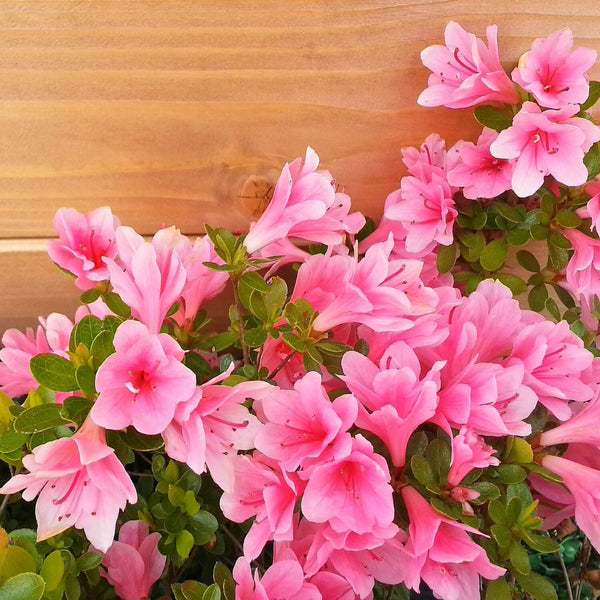 Formosa Azalea (Pink) | The Living Urn Tree Selection