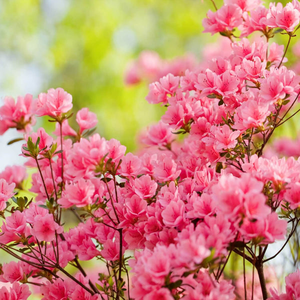 Formosa Azalea (Pink) | The Living Urn Tree Selection