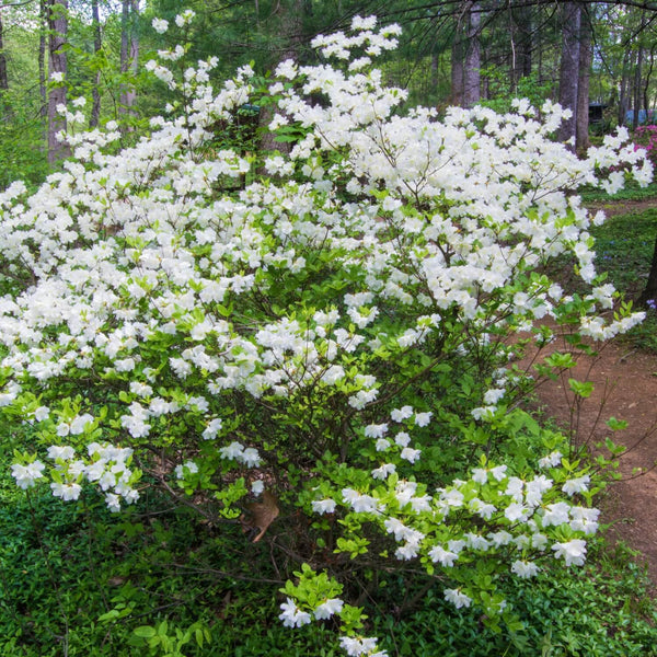 Formosa Azalea (White) | The Living Urn Tree Selection