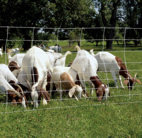 electric sheep fencing