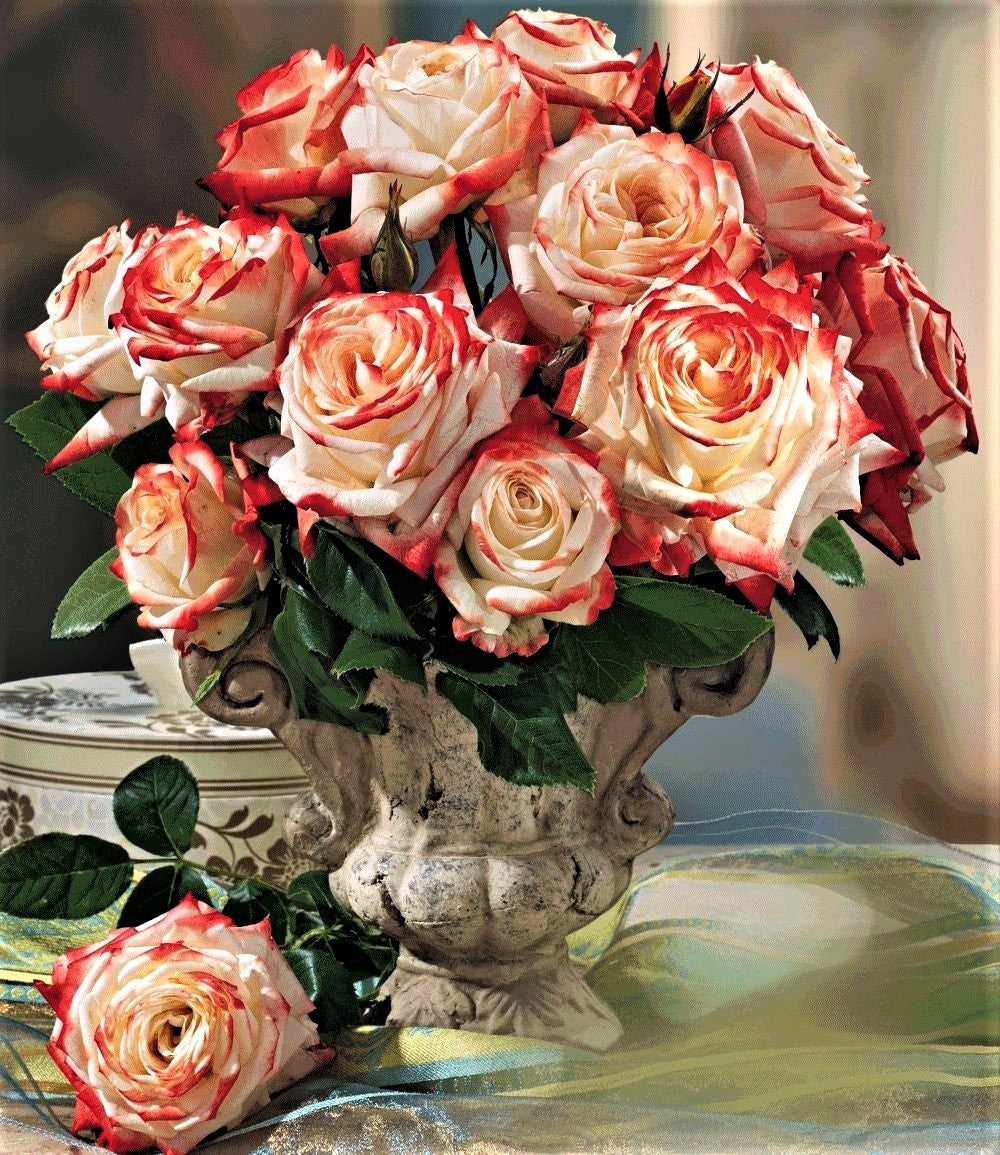 Roses For Cut Flowers Recommend For Bouquets Of Flowers