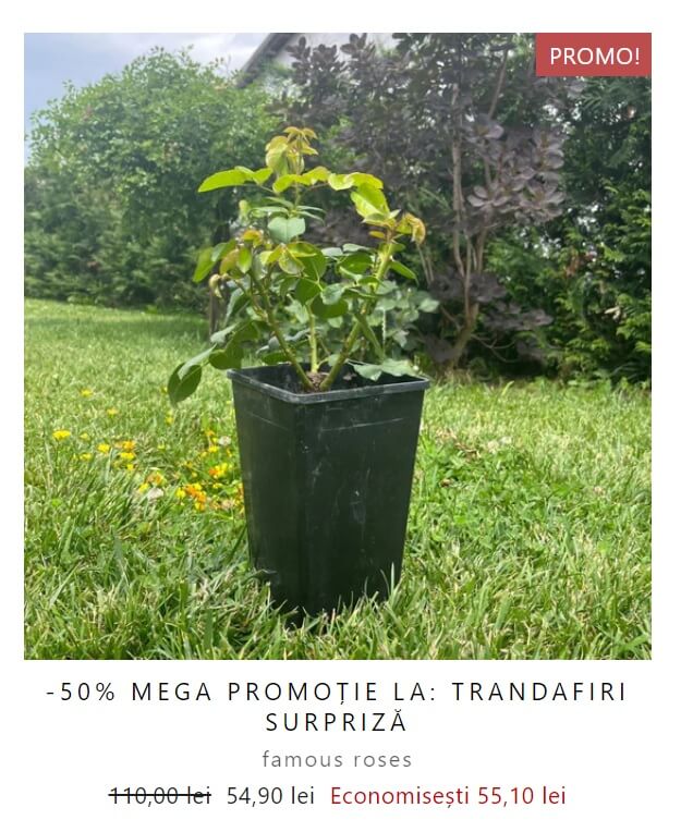 Butasi trandafiri gradina - promotie