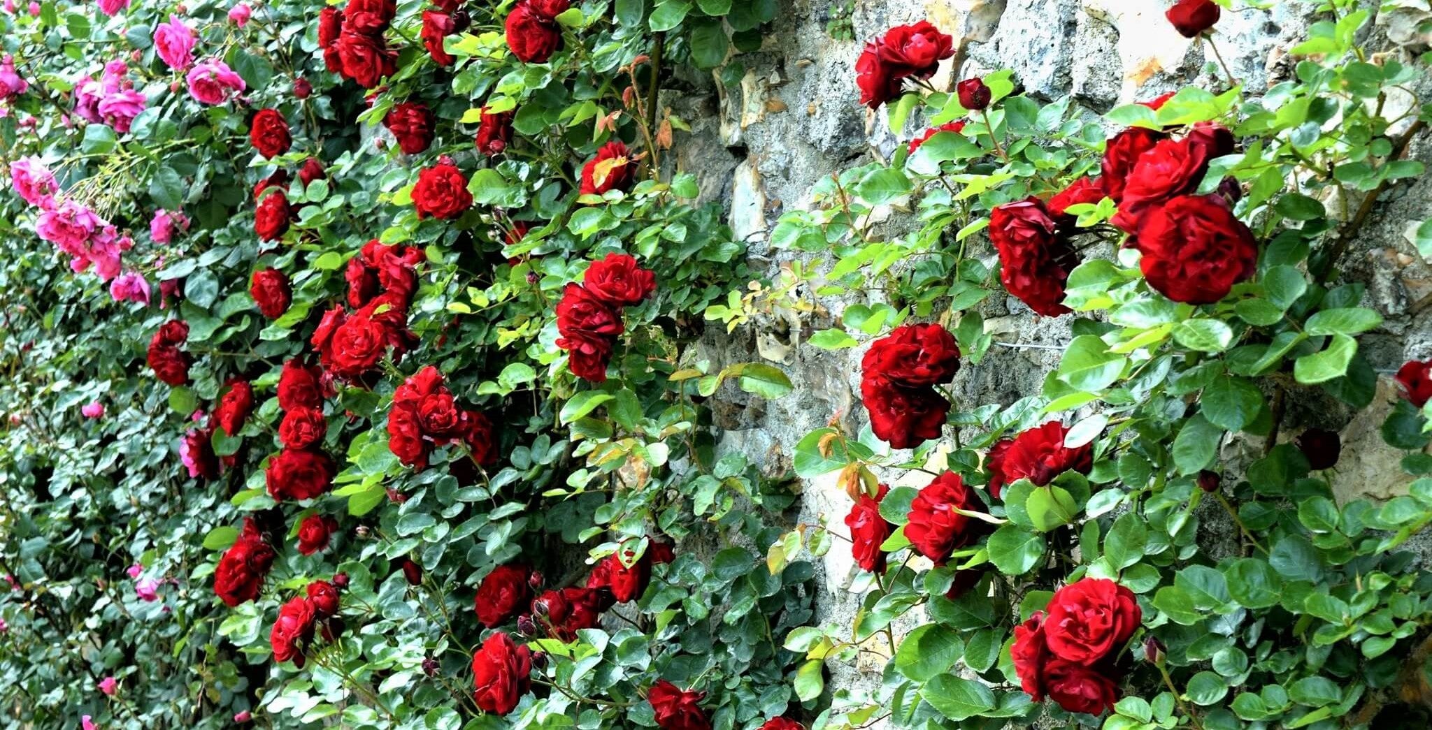 Butași de trandafiri pentru Giurgiu. Livrăm trandafiri de grădină în tot județul Giurgiu.