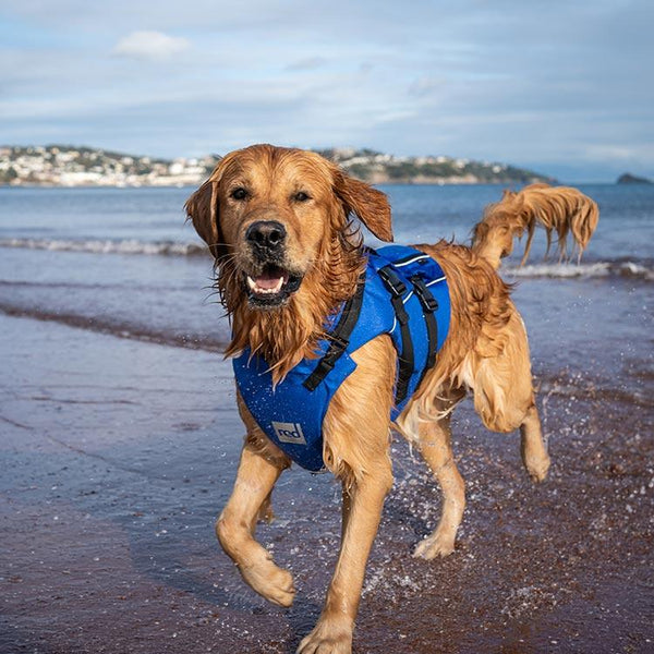 wind aid with dmg for dogs