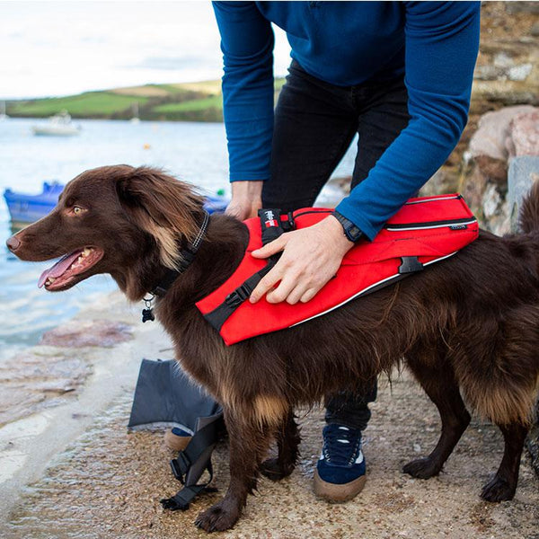 dog buoyancy vest