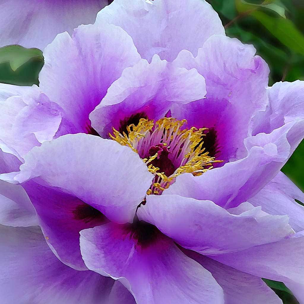 purple tree peony