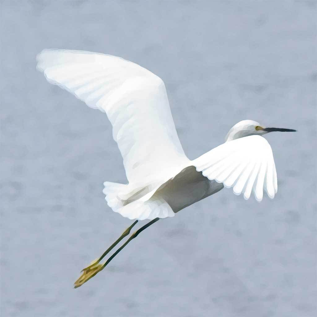 Snowy Egret in Flight