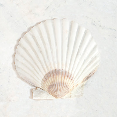 Seashells by MillhillCollecting the Popular Scallop Seashell