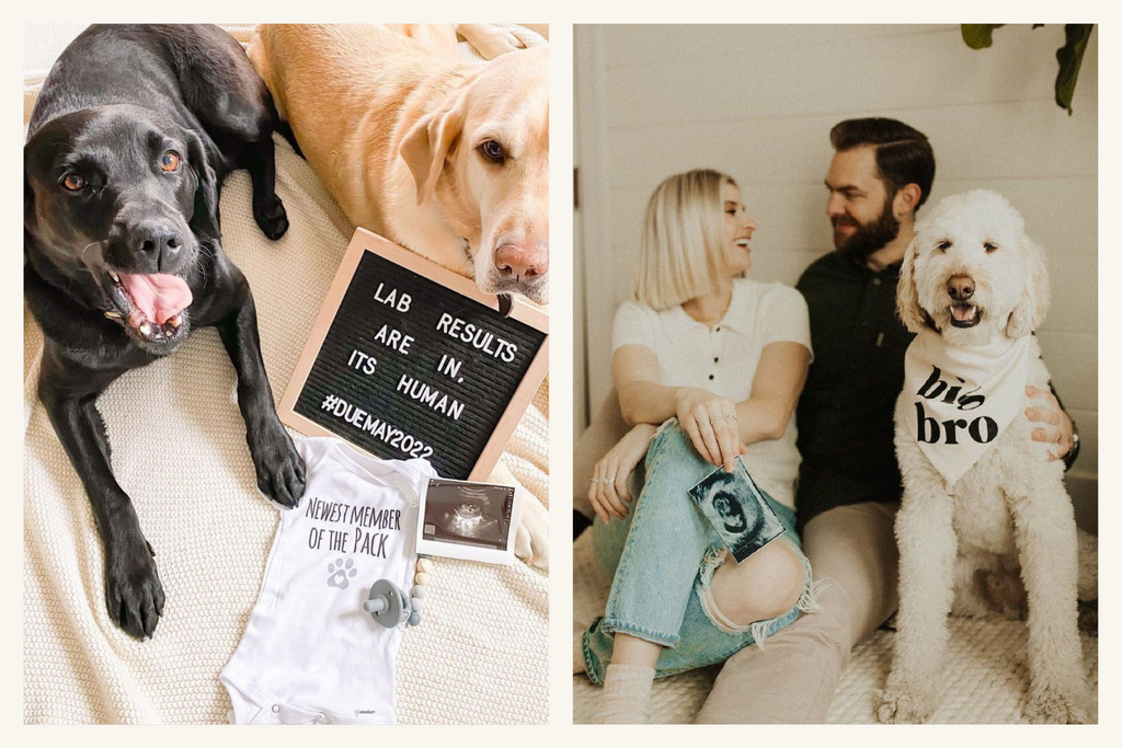 10 Pregnancy Announcement Photo Ideas