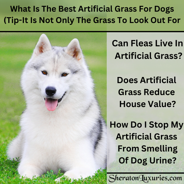 What Is The Best Artificial Grass For Dogs Tip It Is Not Only The Gra   What Is The Best Artificial Gras 1 