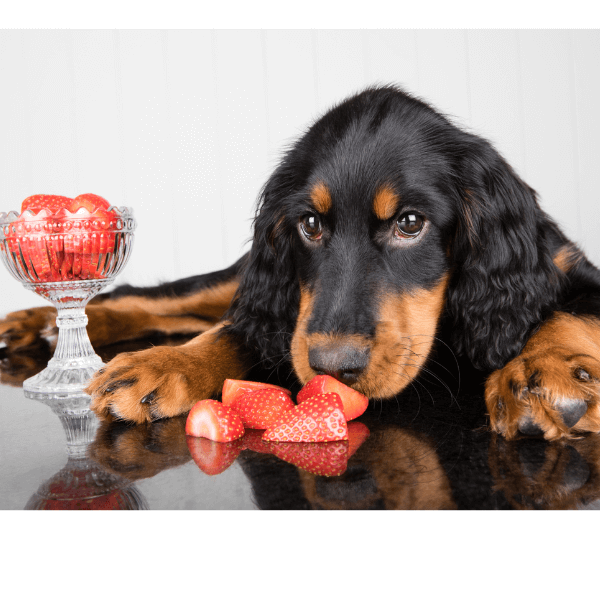 3 Benefits Of Strawberries For Dogs