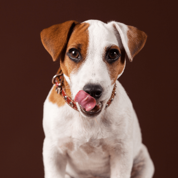 What To Put On A Lick Mat For Dogs? 8 Best Lick Smacking Recipes ...