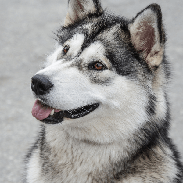 dog that looks like a wolf with blue eyes