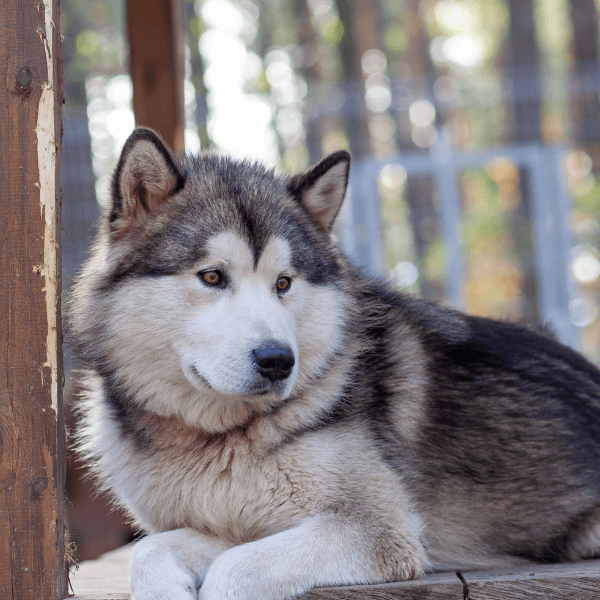 dog that looks like a wolf with blue eyes