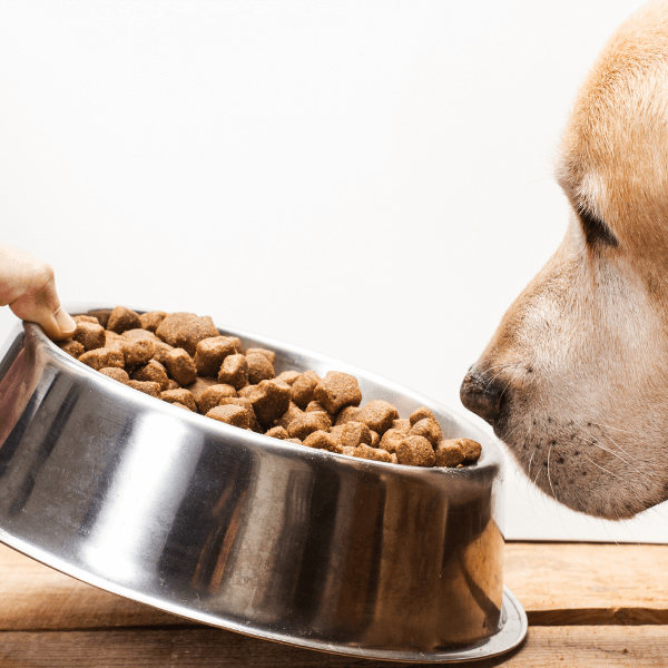 Why Are Metal Bowls Bad For Dogs