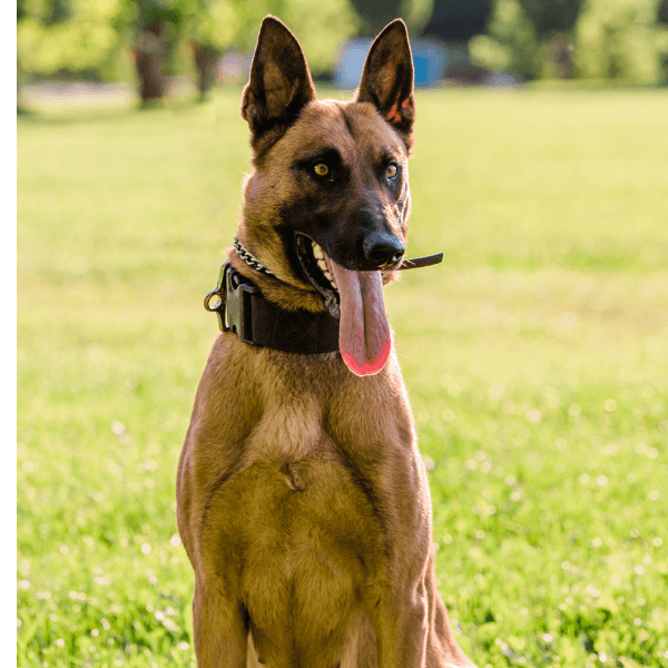 Belgian Shepherd