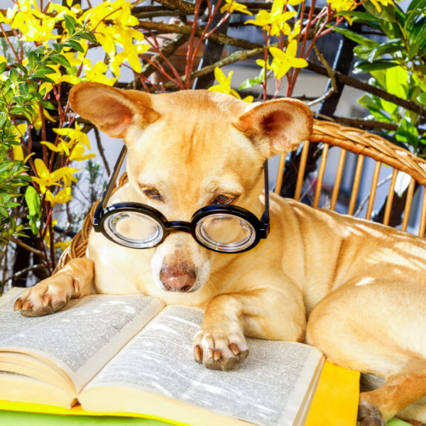 Book Pet-friendly Hotels