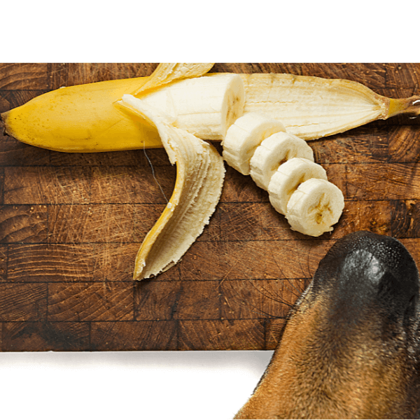 Can Dogs Eat Bananas & Banana Peels Safely