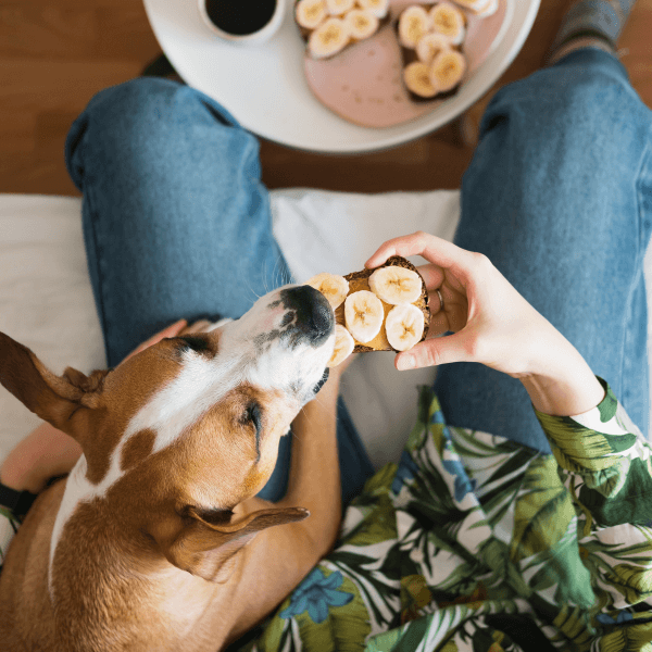 Can Dogs Eat Bananas For Diarrhea
