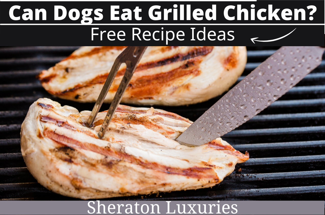 can dogs eat grilled chicken