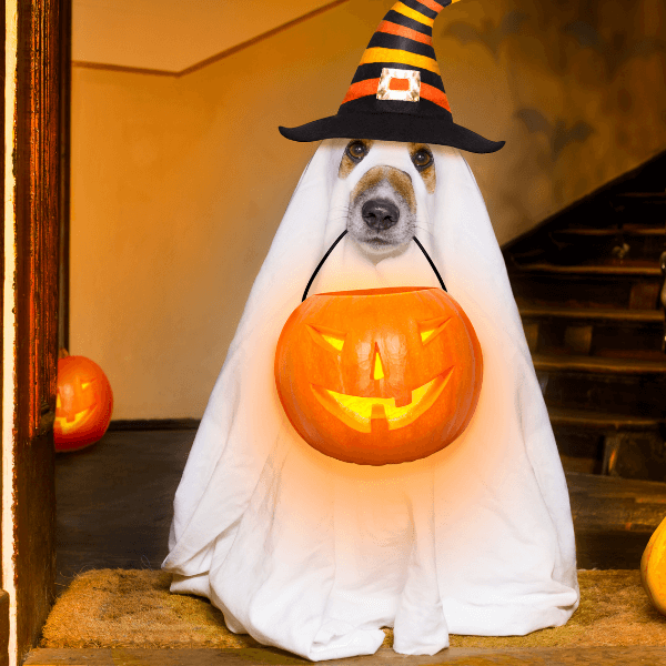 What Are Some Dog Halloween Party Ideas?