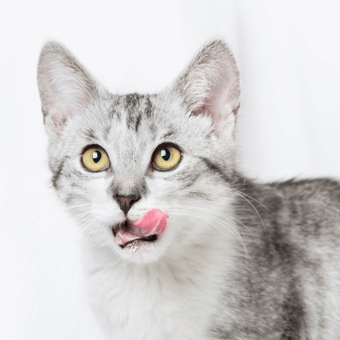 Cat Lick Mat