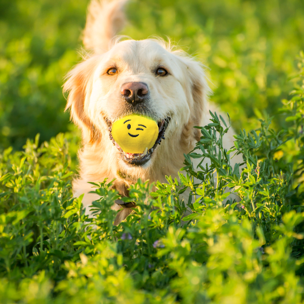 How To Train A Dog To Fetch A Ball