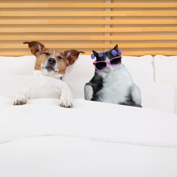 How to Keep White Bedding Clean with Dogs and Cats