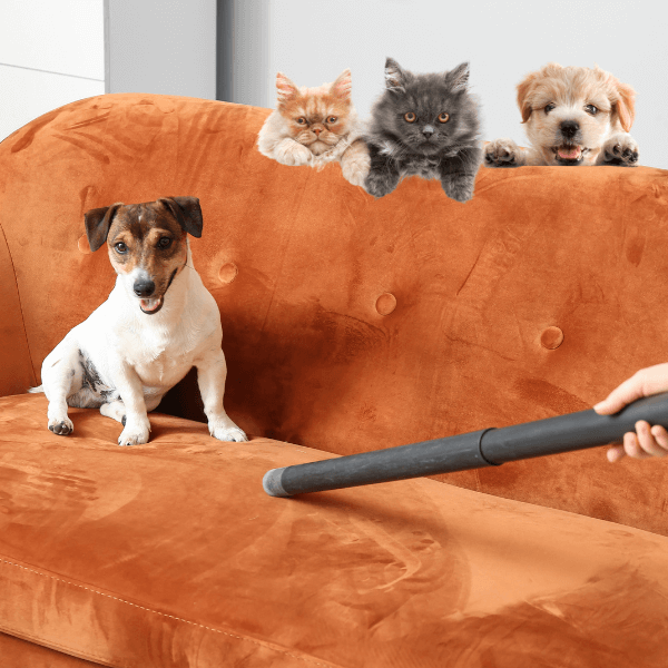 How to Keep the House Clean with Multiple Cats or Dogs