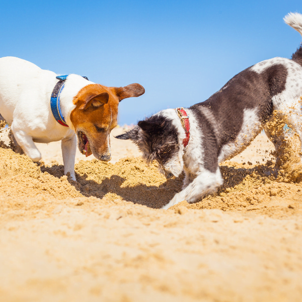 Is Digging Good For Dogs