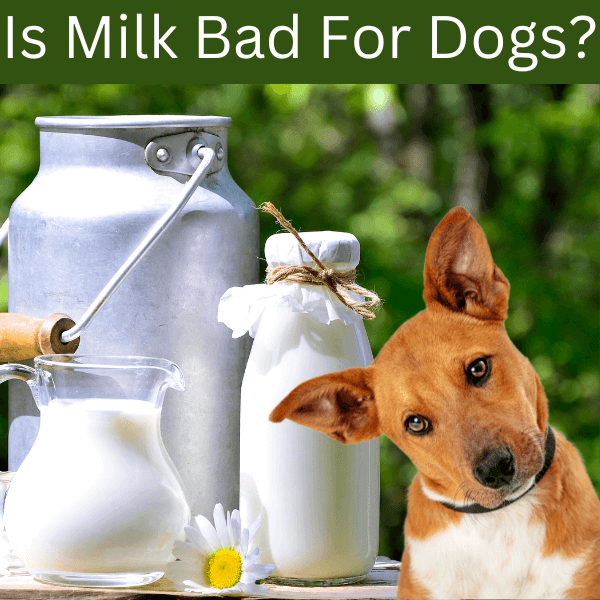 is milk harmful to dogs