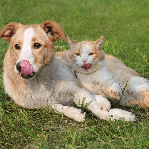 Tuna Melt Lick Mat for Dogs