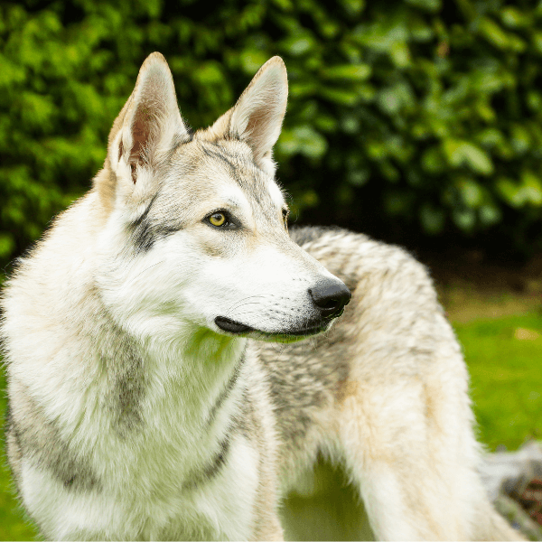 Saarloos Wolfdog