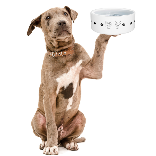 Blog posts Unveiling the Truth About Raised Dog Bowls Feeder: Myths Debunked and Surprising Benefits Revealed