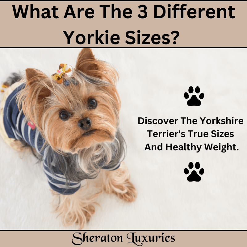 What-Are-The-3-Different-Yorkie-Sizes