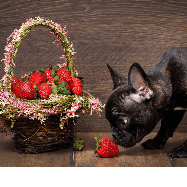 What To Watch For When Feeding Your Dog Strawberries