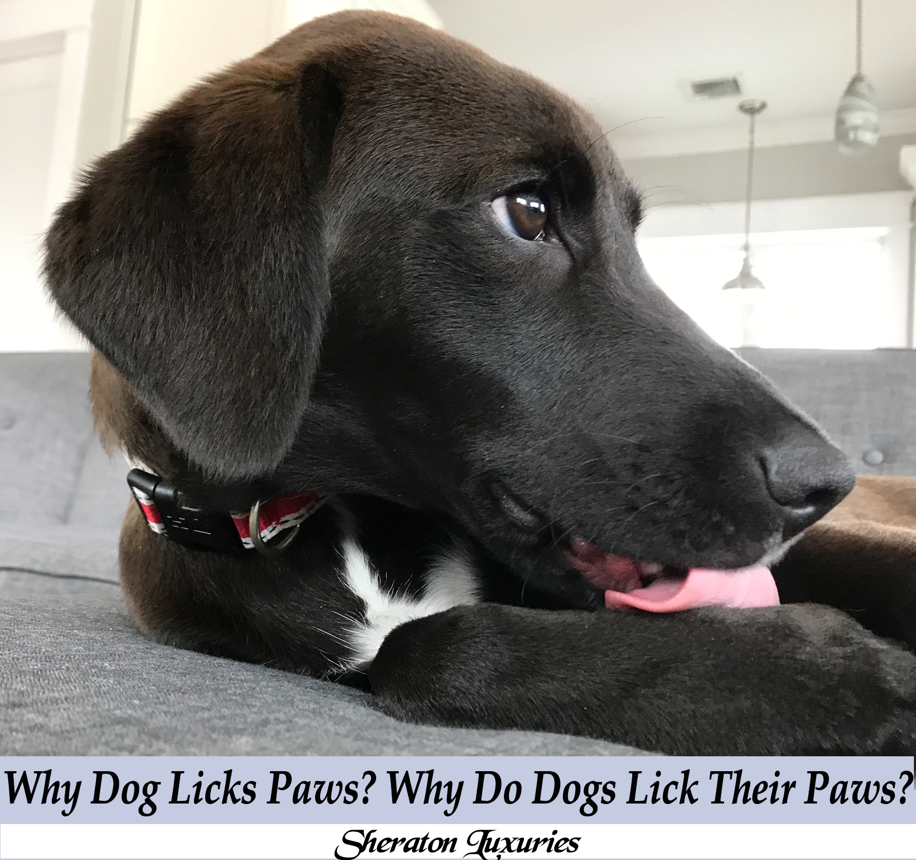 Why Do Dogs Lick Their Paws?