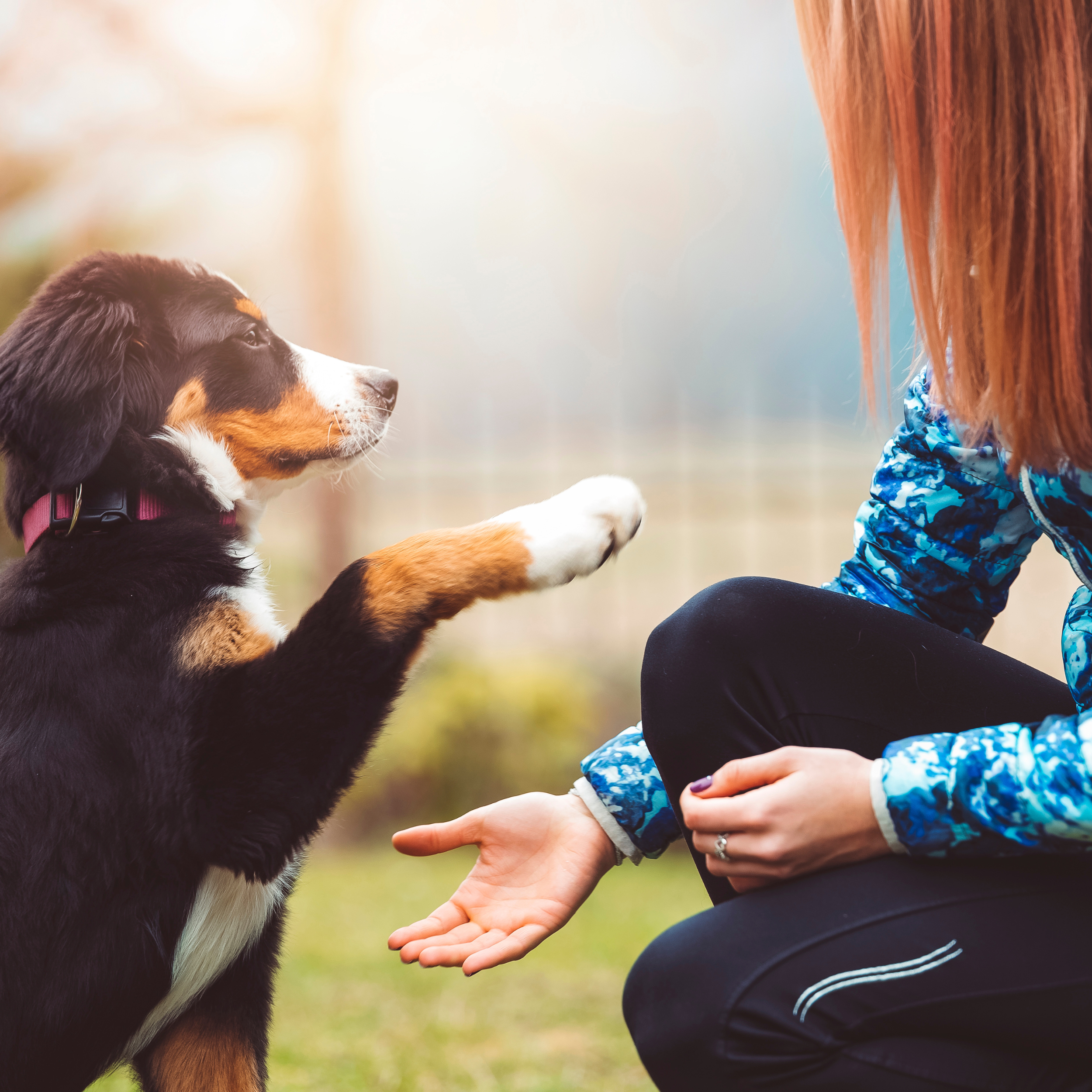 Why Do Dogs Paw at You?