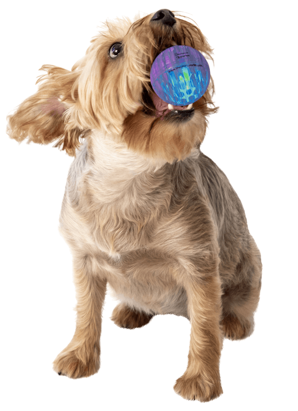 Light Up LED Dog Balls Toys with Sound