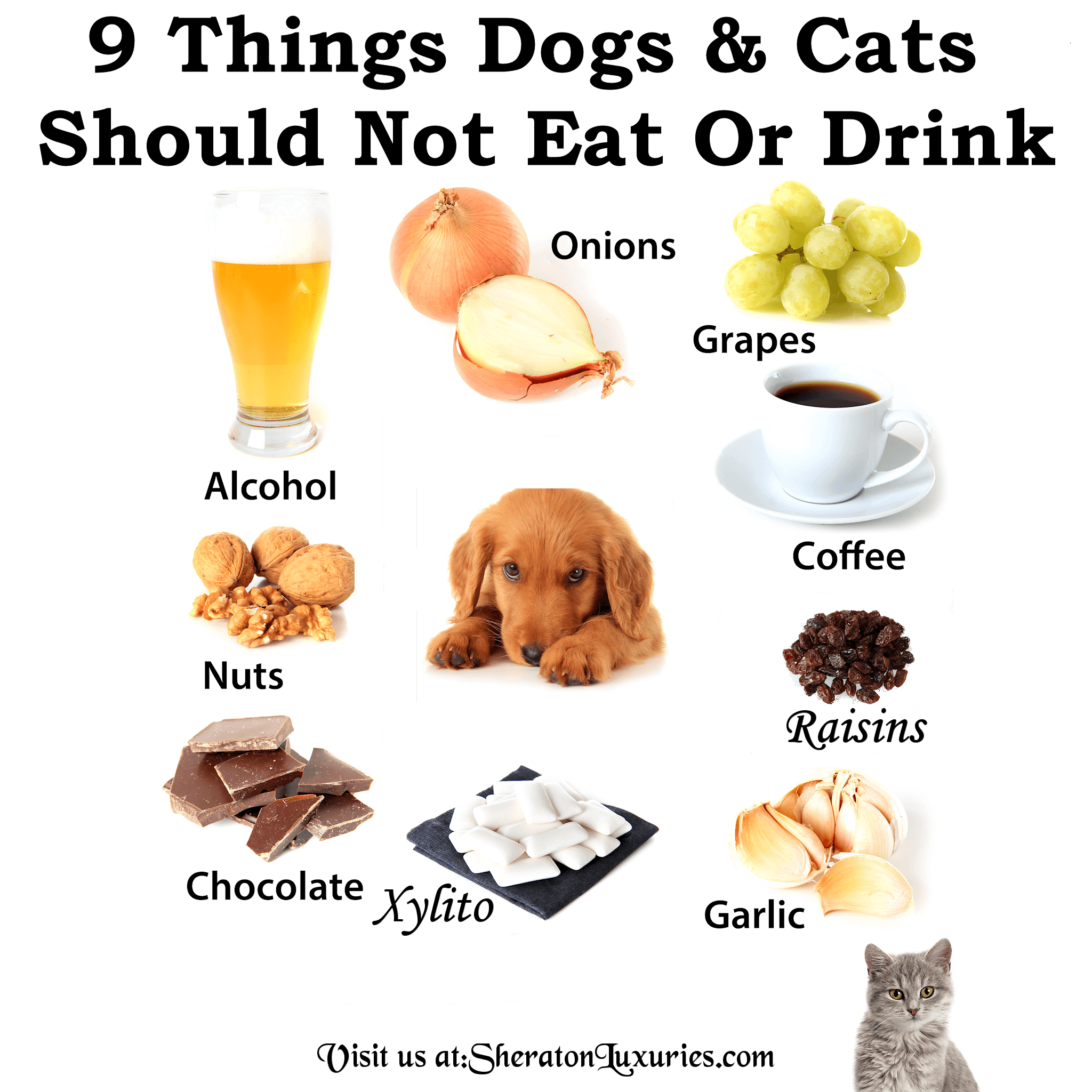 What Foods Can't Dogs And Cats Eat?