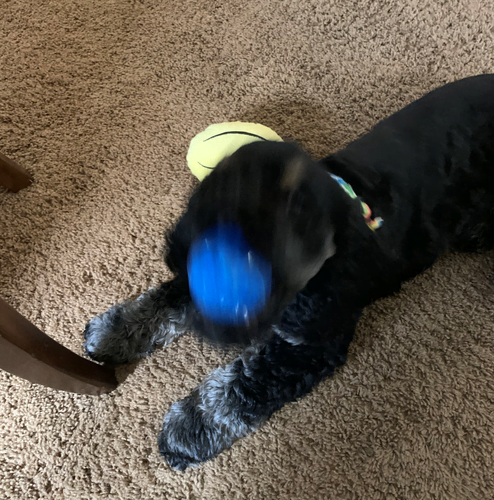 Light up ball and dog having fun