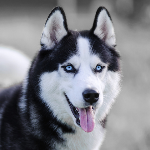 dog that looks like a wolf with blue eyes