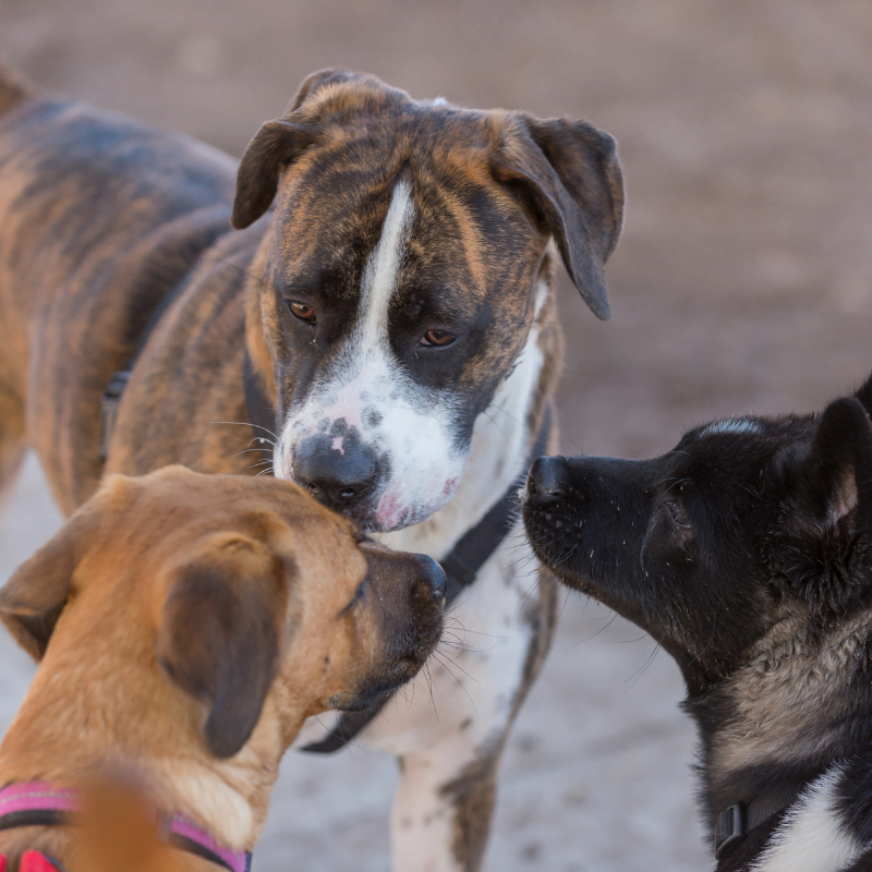 Why is socialization important for preventing dog bullying?