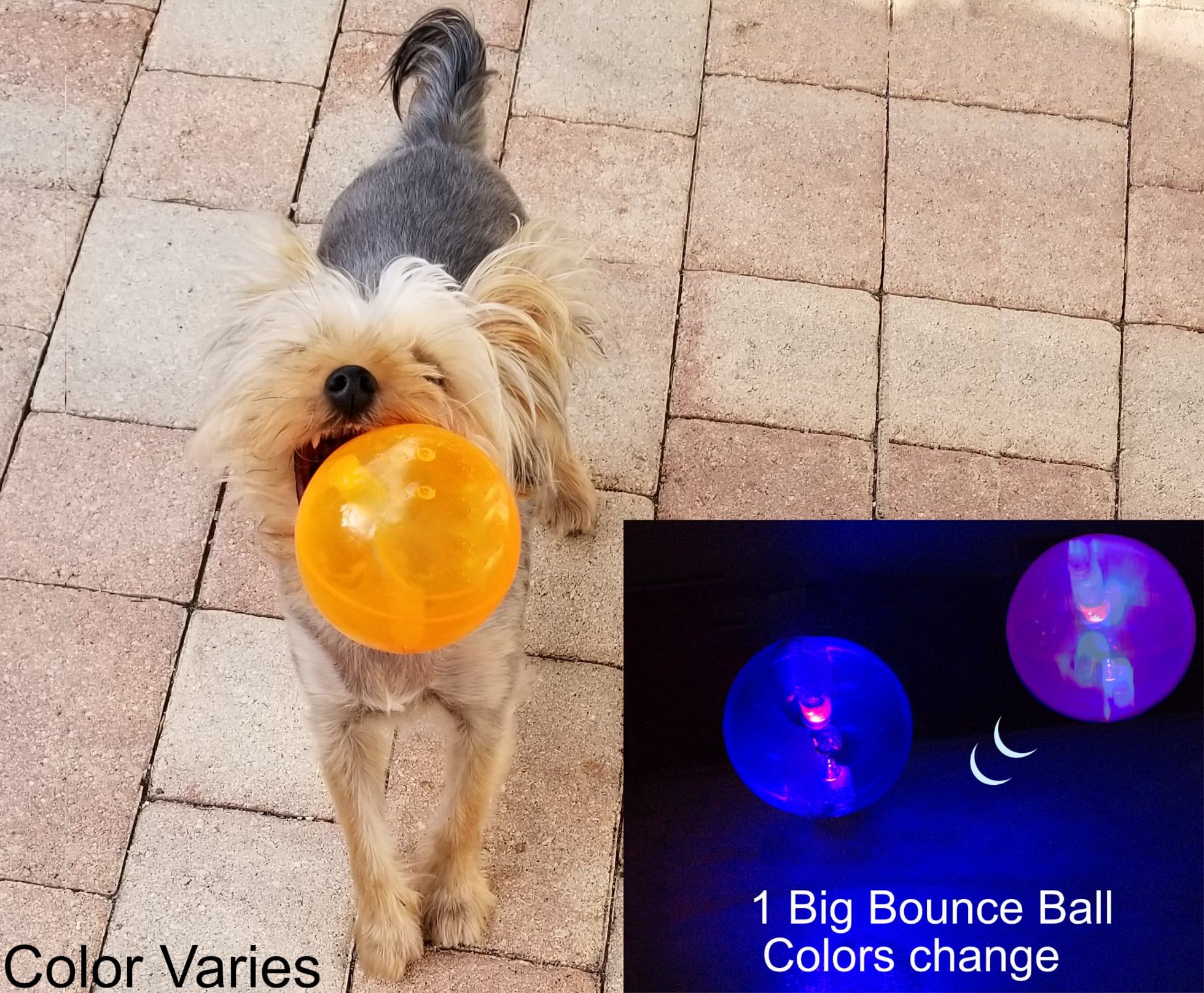 bouncing ball for dogs