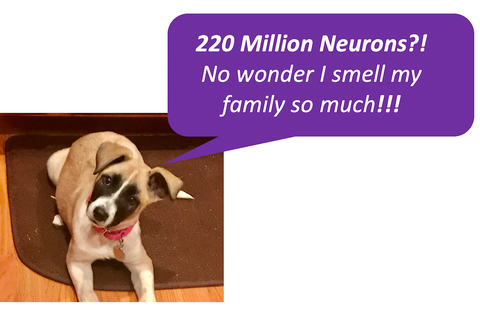 220 million neurons in a dog lets them smell their family a whole lot