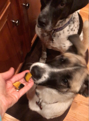 Pups digging into the acorn squash treats